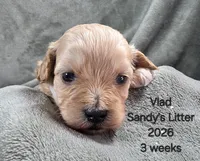 Vlad, a male Cavapoo and Poodle - Toy  for sale in Beavercreek, OR – 2 of 4