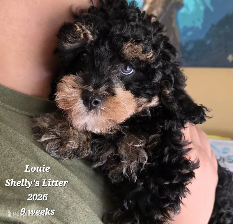 Louie F1b Cavapoo – Cavapoo puppy for sale in Beavercreek, OR