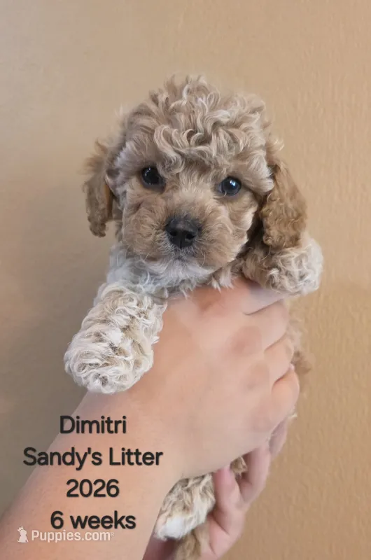 Dimitri F1b Cavapoo – Cavapoo puppy for sale in Beavercreek, OR
