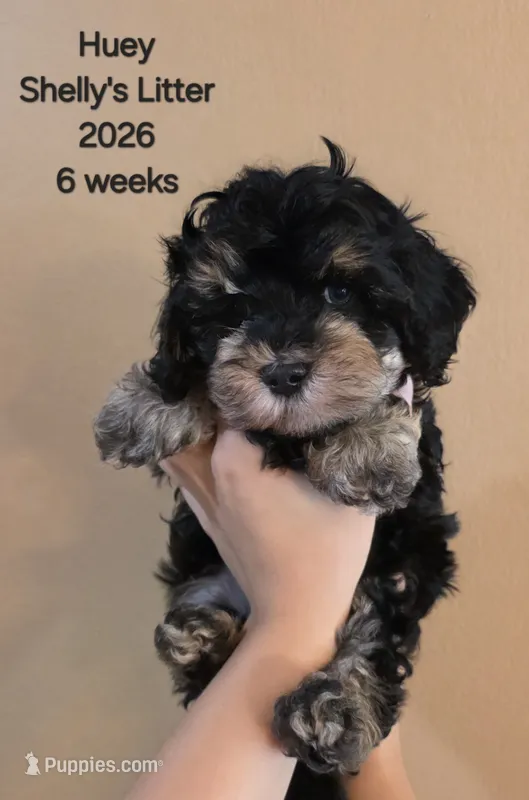 Huey F1b Cavapoo – Cavapoo puppy for sale in Beavercreek, OR
