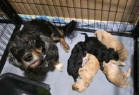Empress Maria, a female Cavapoo and Poodle - Toy  for sale in Beavercreek, OR – 4 of 4