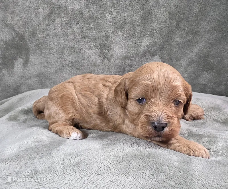 Dewey – Cavapoo, Poodle - Toy  puppy for sale in Beavercreek, OR