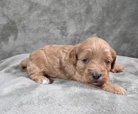 Dewey, a male Cavapoo and Poodle - Toy  for sale in Beavercreek, OR – 1 of 4