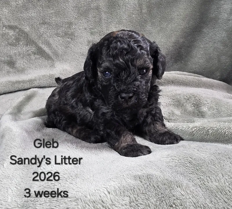 Gleb – Cavapoo, Poodle - Toy  puppy for sale in Beavercreek, OR