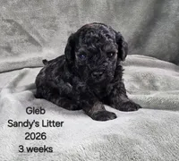 Gleb, a male Cavapoo and Poodle - Toy  for sale in Beavercreek, OR – 1 of 4