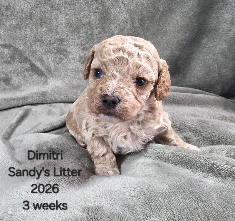 Dimitri – Cavapoo, Poodle - Toy  puppy for sale in Beavercreek, OR