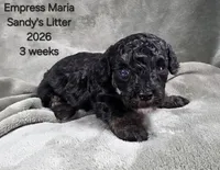 Empress Maria, a female Cavapoo and Poodle - Toy  for sale in Beavercreek, OR – 3 of 4