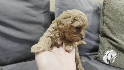 Dewey F1b Cavapoo, a male Cavapoo for sale in Beavercreek, OR – 6 of 6