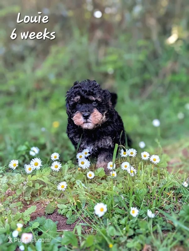 Louie F1b Cavapoo – Cavapoo puppy for sale in Beavercreek, OR