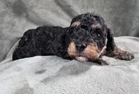 Louie, a male Cavapoo and Poodle - Toy  for sale in Beavercreek, OR – 2 of 4