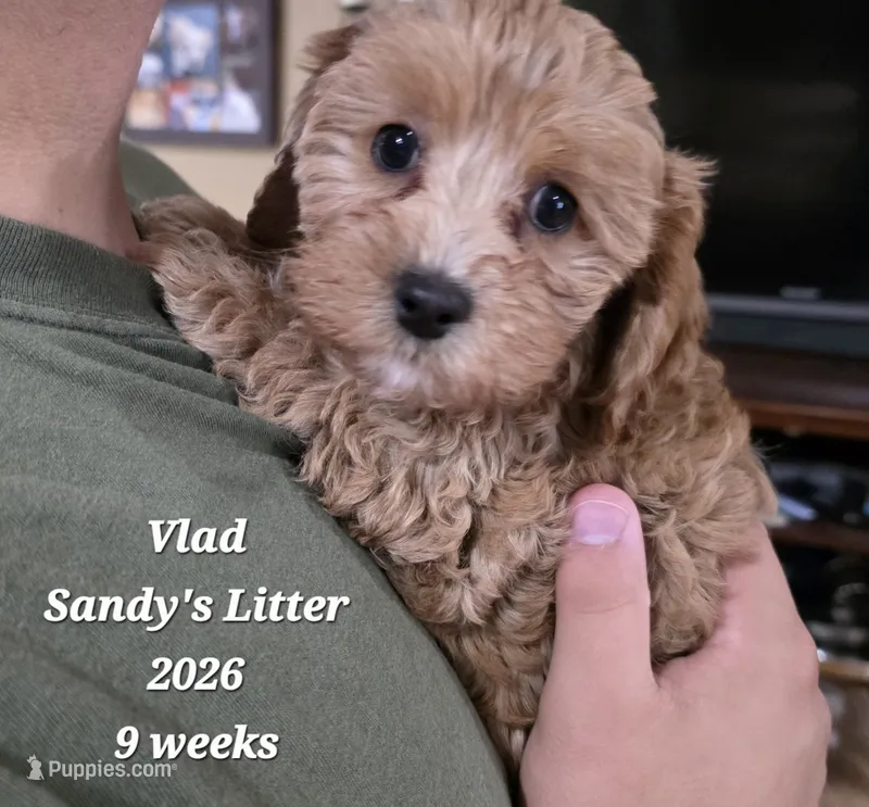 Vlad F1b Cavapoo – Cavapoo puppy for sale in Beavercreek, OR