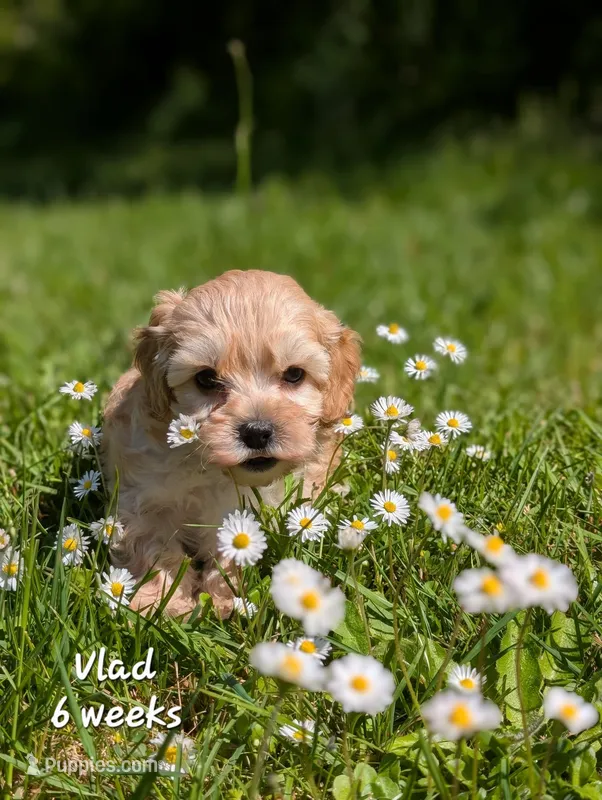Vlad F1b Cavapoo – Cavapoo puppy for sale in Beavercreek, OR
