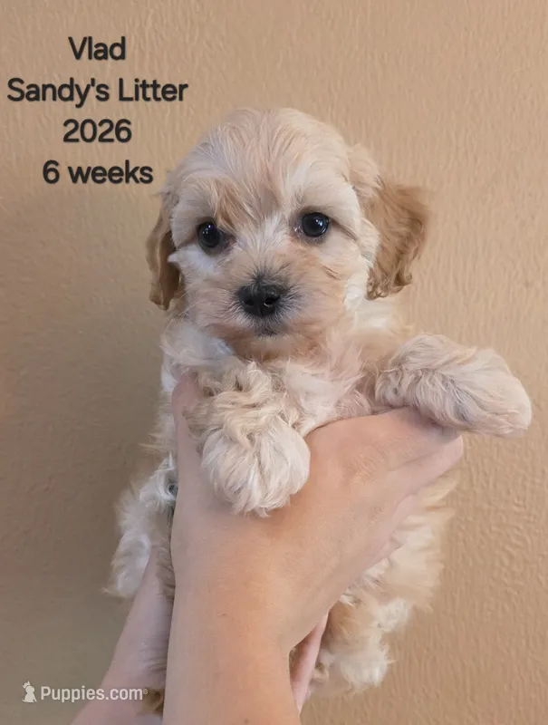 Vlad F1b Cavapoo – Cavapoo puppy for sale in Beavercreek, OR