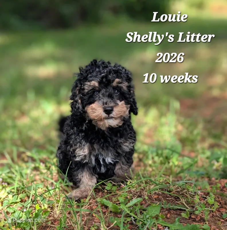 Louie F1b Cavapoo – Cavapoo puppy for sale in Beavercreek, OR