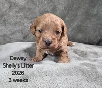 Dewey, a male Cavapoo and Poodle - Toy  for sale in Beavercreek, OR – 2 of 4