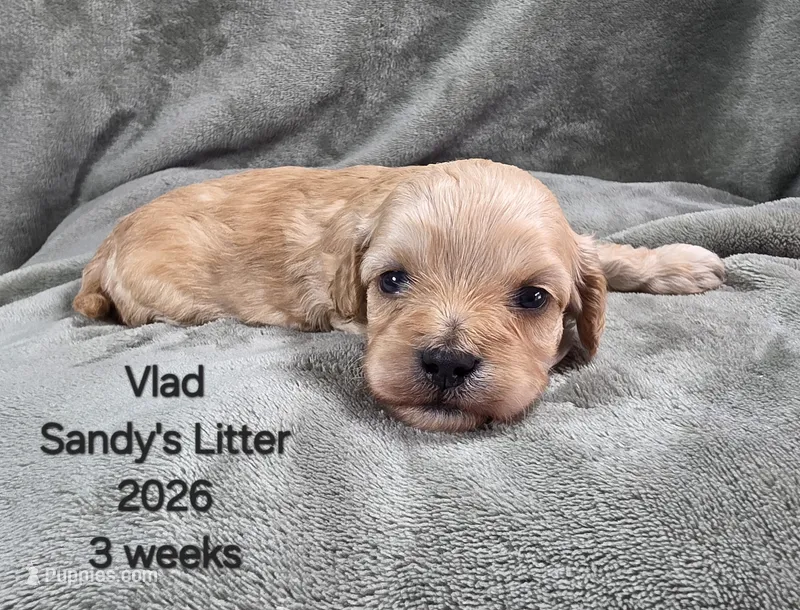 Vlad – Cavapoo, Poodle - Toy  puppy for sale in Beavercreek, OR