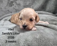 Vlad, a male Cavapoo and Poodle - Toy  for sale in Beavercreek, OR – 3 of 4