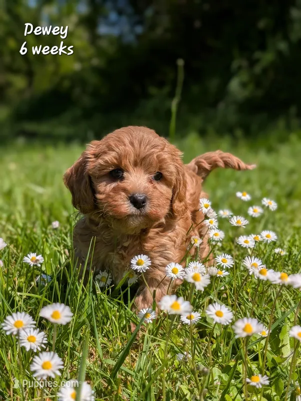 Dewey F1b Cavapoo – Cavapoo puppy for sale in Beavercreek, OR