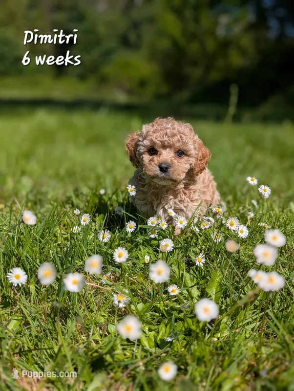 Dimitri F1b Cavapoo – Cavapoo puppy for sale in Beavercreek, OR