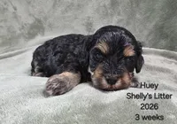 Huey, a male Cavapoo and Poodle - Toy  for sale in Beavercreek, OR – 2 of 4