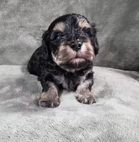 Huey, a male Cavapoo and Poodle - Toy  for sale in Beavercreek, OR – 3 of 4
