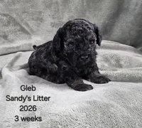 Gleb, a male Cavapoo and Poodle - Toy  for sale in Beavercreek, OR – 3 of 4