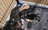 Dewey, a male Cavapoo and Poodle - Toy  for sale in Beavercreek, OR – 4 of 4