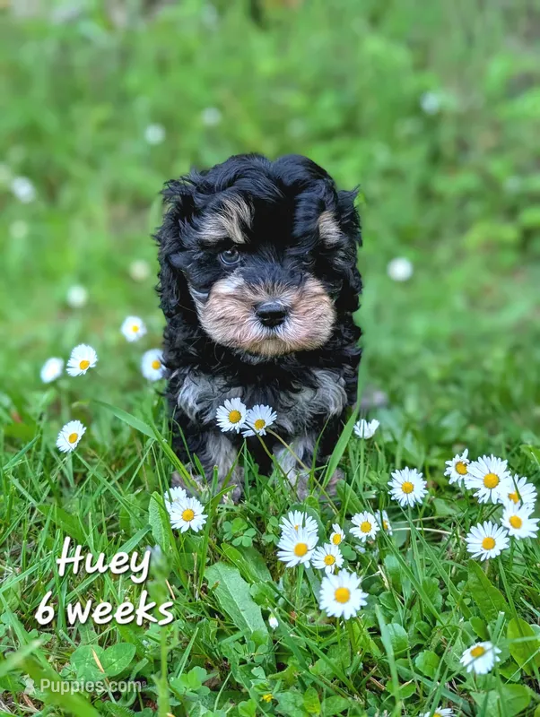 Huey F1b Cavapoo – Cavapoo puppy for sale in Beavercreek, OR