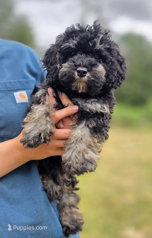 Empress Maria F1b Cavapoo – Cavapoo puppy for sale in Beavercreek, OR