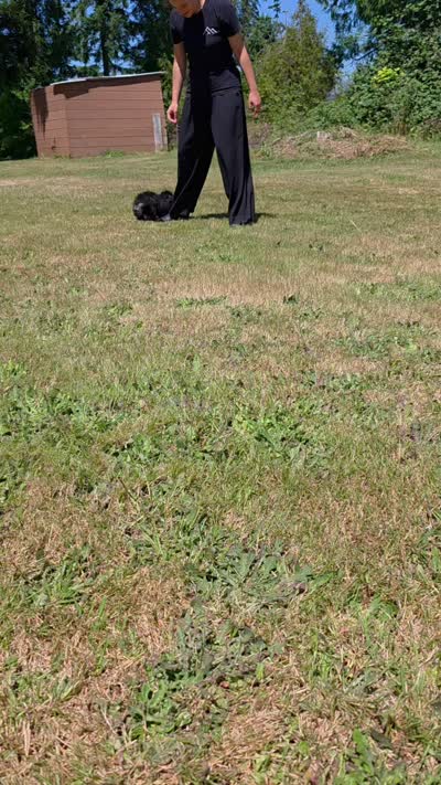 Female F1b Cavapoo, a female Cavapoo for sale in Beavercreek, OR – 7 of 7