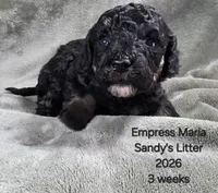 Empress Maria, a female Cavapoo and Poodle - Toy  for sale in Beavercreek, OR – 2 of 4