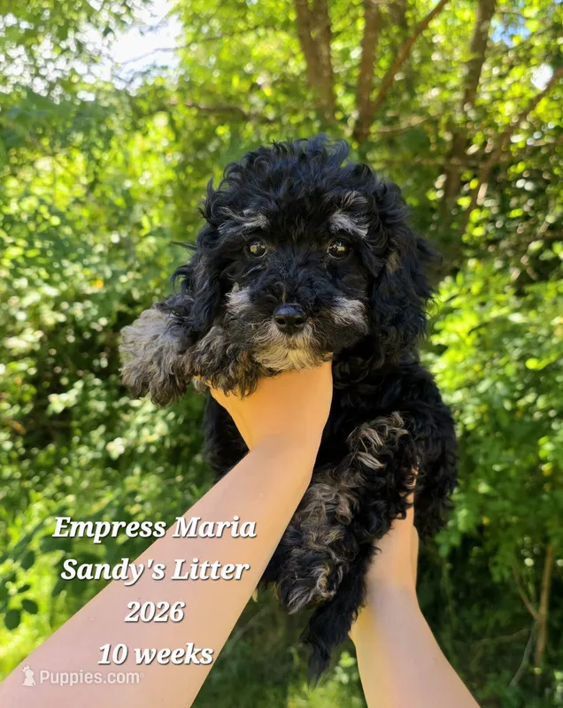 Empress Maria F1b Cavapoo – Cavapoo puppy for sale in Beavercreek, OR
