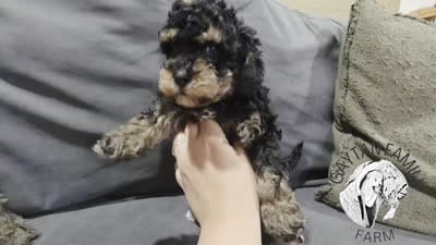 Louie F1b Cavapoo, a male Cavapoo for sale in Beavercreek, OR – 6 of 6