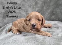 Dewey, a male Cavapoo and Poodle - Toy  for sale in Beavercreek, OR – 3 of 4