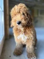India, a male Miniature Goldendoodle for sale in Uxbridge, MA – 3 of 3