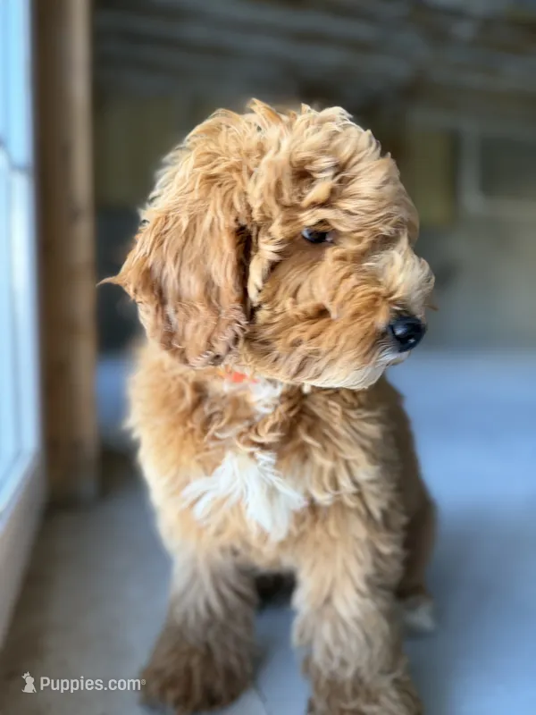 India – Miniature Goldendoodle puppy for sale in Uxbridge, MA