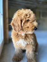 India, a male Miniature Goldendoodle for sale in Uxbridge, MA – 1 of 3
