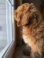 India, a male Miniature Goldendoodle for sale in Uxbridge, MA – 2 of 3