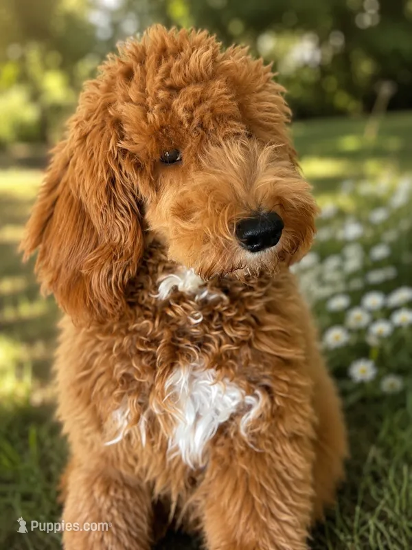 India – Miniature Goldendoodle puppy for sale in Uxbridge, MA