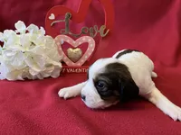 Woodstock , a female English Springer Spaniel for sale in Sandstone, MN – Photo 2 of 6