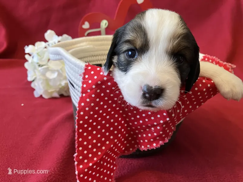 Woodstock  – English Springer Spaniel puppy for sale in Sandstone, MN