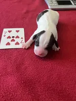 Woodstock , a female English Springer Spaniel for sale in Sandstone, MN – Photo 6 of 6