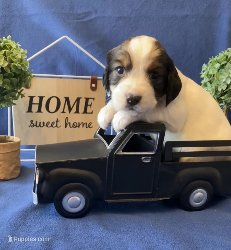 Woodstock  – English Springer Spaniel puppy for sale in Sandstone, MN