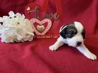 Woodstock , a female English Springer Spaniel for sale in Sandstone, MN – Photo 5 of 6