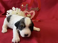 Woodstock , a female English Springer Spaniel for sale in Sandstone, MN – Photo 3 of 6