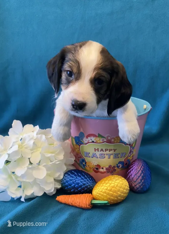 Woodstock  – English Springer Spaniel puppy for sale in Sandstone, MN