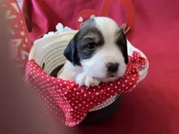 Woodstock , a female English Springer Spaniel for sale in Sandstone, MN – Photo 4 of 6