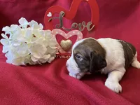 Marcy, a female English Springer Spaniel for sale in Sandstone, MN – Photo 3 of 5