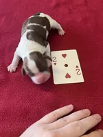 Marcy, a female English Springer Spaniel for sale in Sandstone, MN – Photo 5 of 5