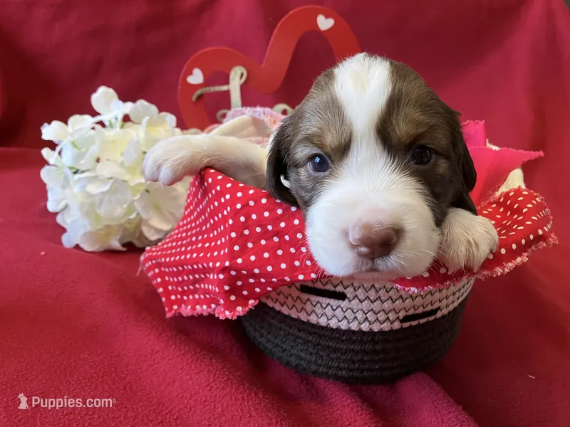Marcy – English Springer Spaniel puppy for sale in Sandstone, MN